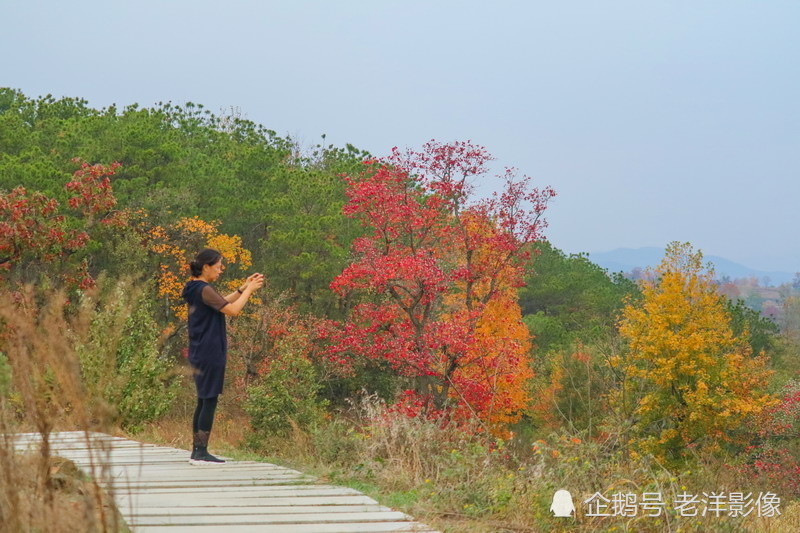 如油画般的湖北省孝感市大悟县四姑镇红叶景区