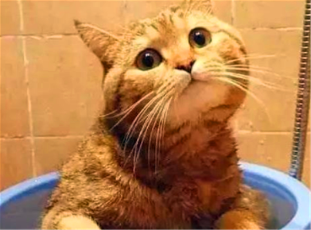 猫看见主人洗澡为什么总是守着门口叫个不停