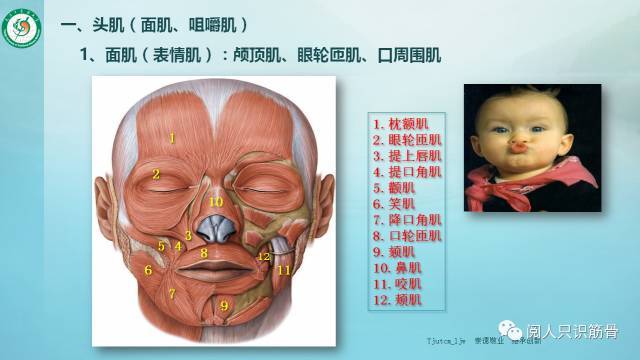 咀嚼肌主要包括咬肌,颞肌,另外还有翼内肌和翼外肌.