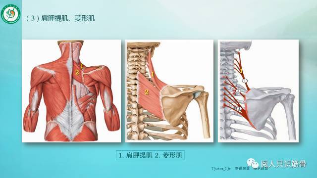 竖脊肌分为(髂肋肌(最长肌(棘肌.