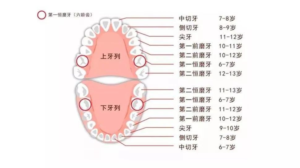 据叶天行主任介绍,5-6岁左右的儿童,在乳磨牙的后方,上下左右各长出