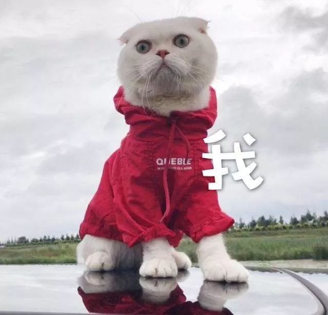 吸一吸抖音网红猫,第一只成精了!