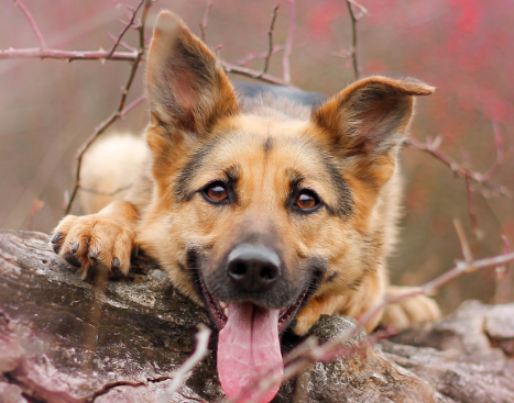 霸道总裁德国牧羊犬神气健壮
