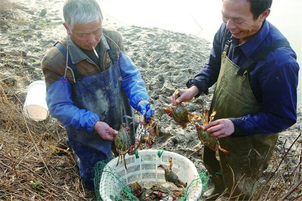 螃蟹好不好养?从这些细节之处着手,大多可以提高养殖的成功率