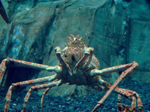 帝王蟹不是螃蟹?这么多年的蟹觉得都白吃了