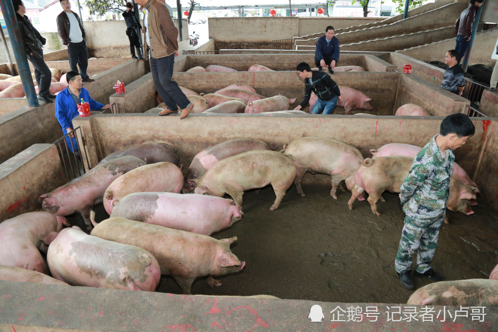 肉价真的要降价了,小编带你看生猪交易市场如何火爆,真望早日降