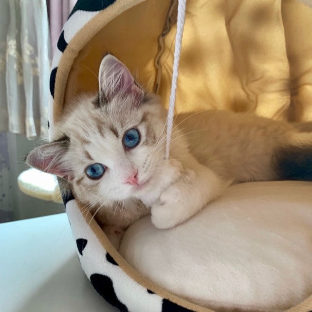 猫咪做错事，打他有用吗？