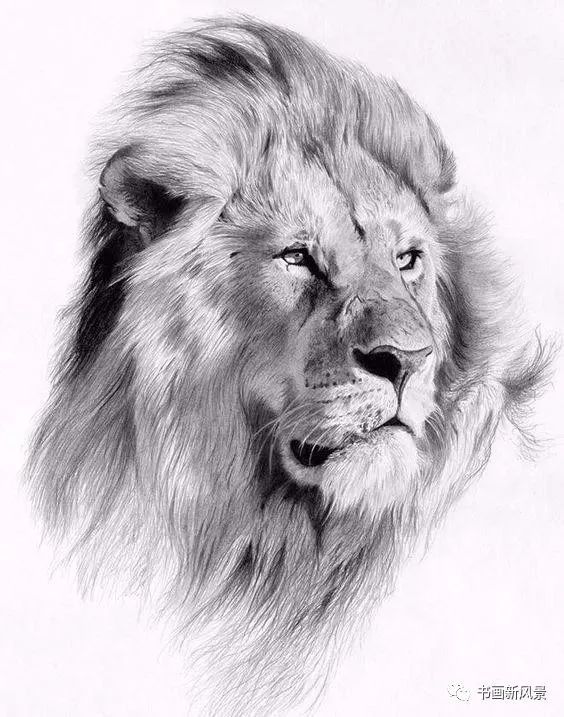 让你震撼的素描,狮子,老虎,小猫!