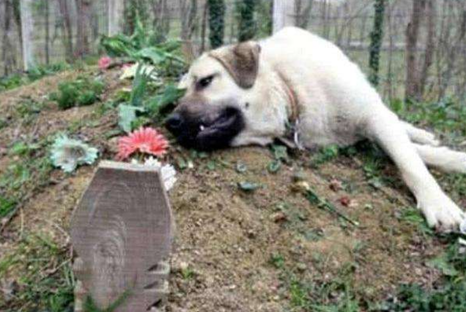 为什么狗死后不能埋?这到底是什么原因,看完后涨知识了