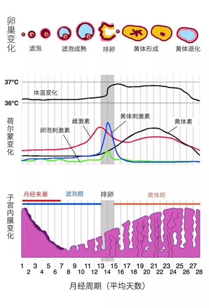 排卵试纸的原理是什么_排卵试纸怎么看是排卵(3)