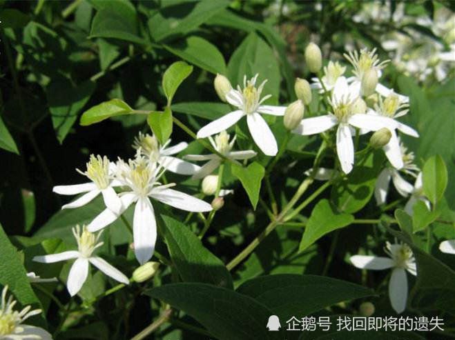 威灵仙 生活在农村的朋友们应该都见过威灵仙,可能名字不这样叫,它的