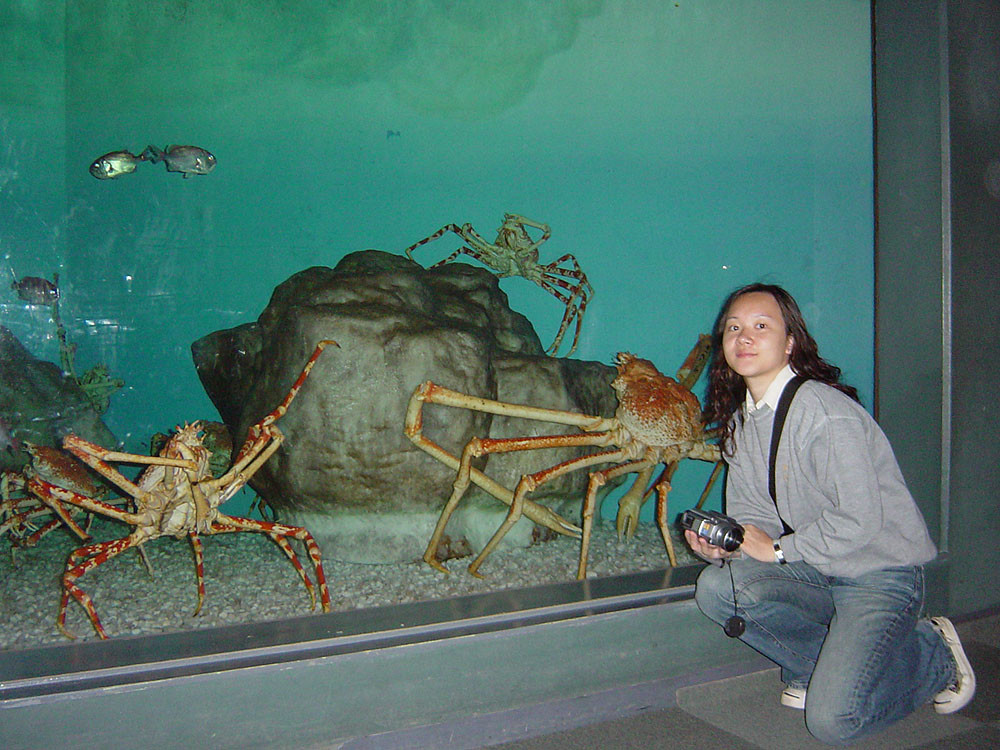 世界上最大螃蟹:全长4米连鲨鱼都是它的猎物,却难逃人类魔爪!