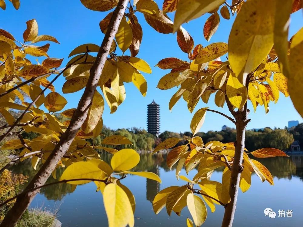 10月31日,北京大学,"盛"满秋色的未名湖.摄影/新京报记者浦峰