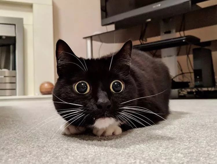 永远都是一副惊恐表情的网红猫,到底对猫生有多震惊?