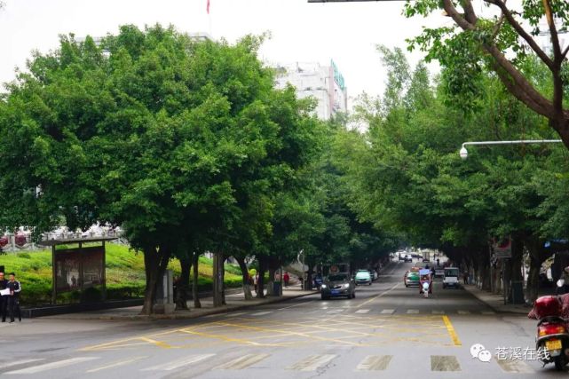 曝光:广元一地大街上一群人野蛮砍树,真相是