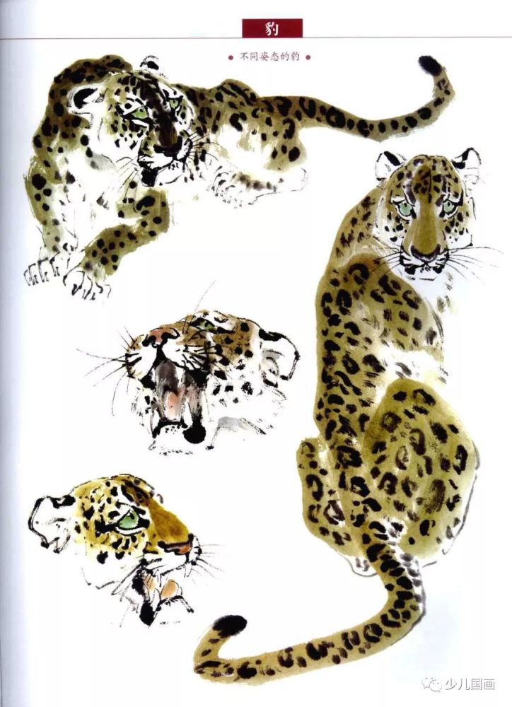 国画走兽:豹子画法