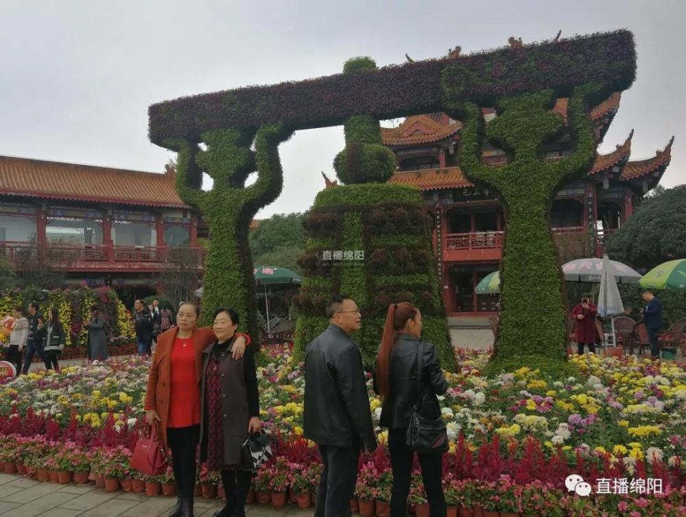 绵阳富乐山四大菊展区亮点纷呈 今年秋天你赏花了吗?