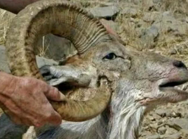 世界上"最惨"的动物,躲过无数天敌,却被自己的角戳死!