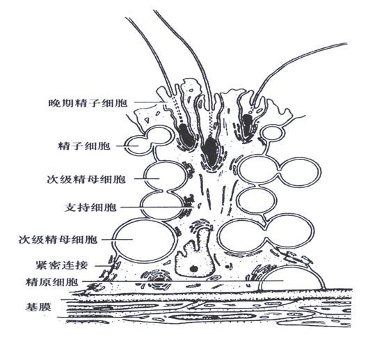 精子生产线的柱石--支持细胞(二)