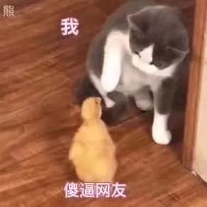 表情包丨我就是个受气包呗