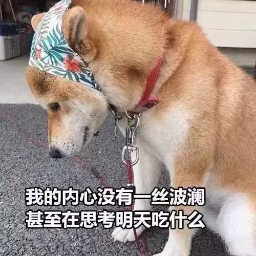 表情包丨我就是个受气包呗