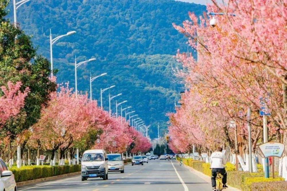 昆明的冬樱花(图/佚名)