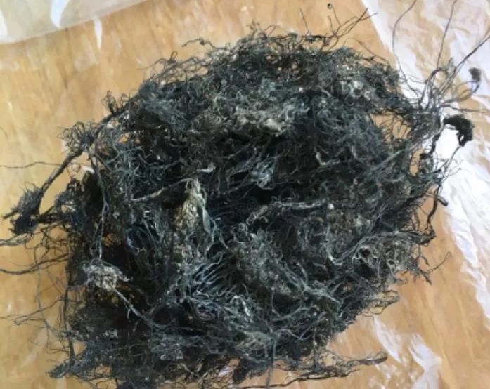 俗称猪毛菜,旃毛菜,地毛,地毛菜,仙菜,净池菜,龙须菜,头发藻等等