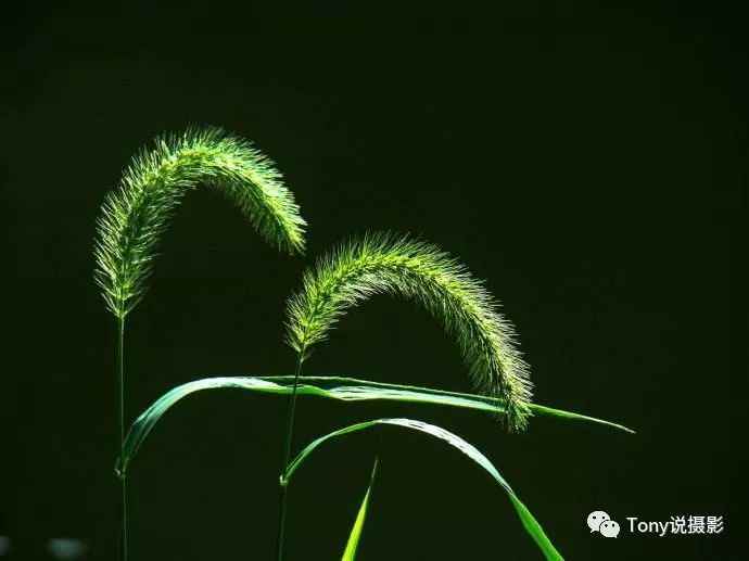 5,搭配露珠或喷水雾 狗尾巴草的尾端毛须较多,露珠或水雾会挂在毛须