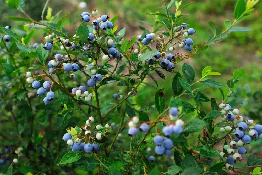 野生蓝莓价格多少钱一斤?未来5年蓝莓发展前景如何?
