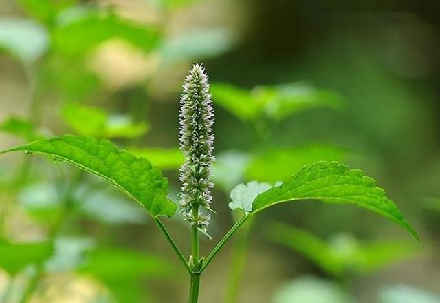 探秘《红楼梦"蘅芜苑"中的香草文化浅析