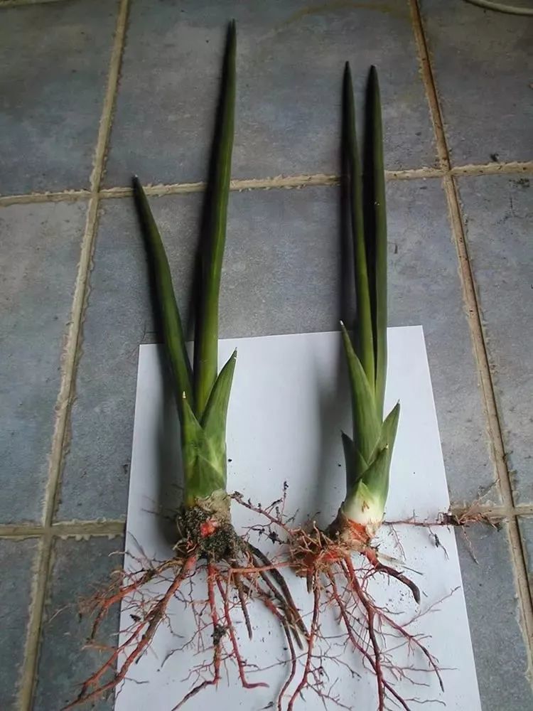 现在还出现了一些叶子呈棍状的柱叶虎皮兰,叶子像一条柱子一般,就更加图片