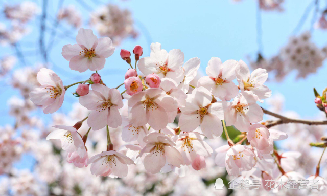 日本樱花的最具代表品种之染井吉野樱