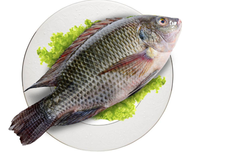 罗非鱼被中国列为"入侵物种",为什么却很少有人愿意吃