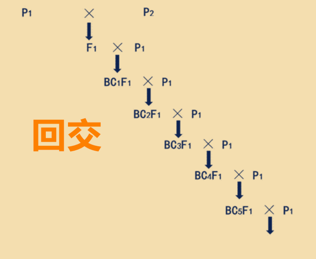 动植物回交是什么意思?难道就不违背伦理道德吗?