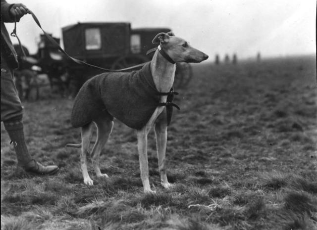 跑得最快的狗狗灵缇犬原本受英法贵族喜爱后来却沦为赛犬