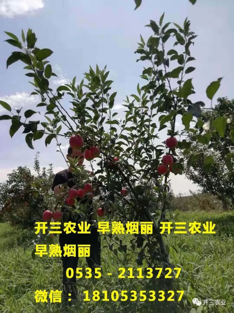 果树苗木信息