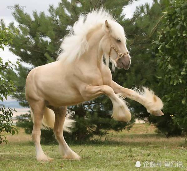 世界十大重型马之首—夏尔马,身高2米体重1.8吨稳居第