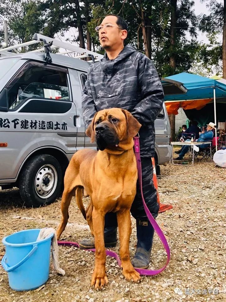 【图片】日本全国土佐犬选拔斗技大会