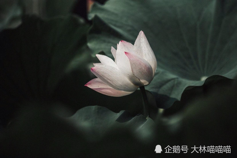 用善心呵护, 对人为善,才能促进人与人之间的真情, 做人善良,心安一生