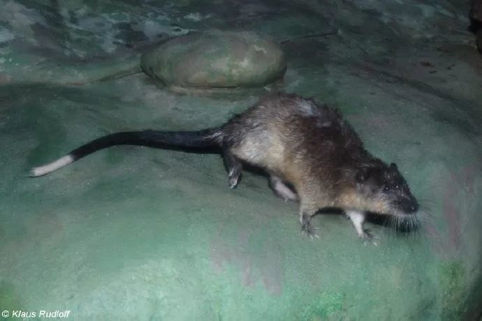 澳洲水鼠—水栖啮齿目动物