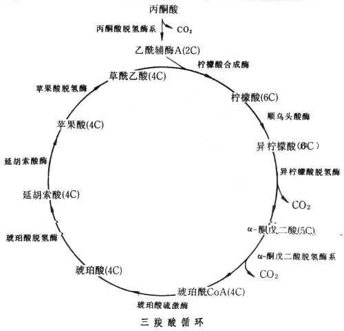 (图源网络侵删,可以点开看高清图) 最重要的三羧酸循环长这样(简化了