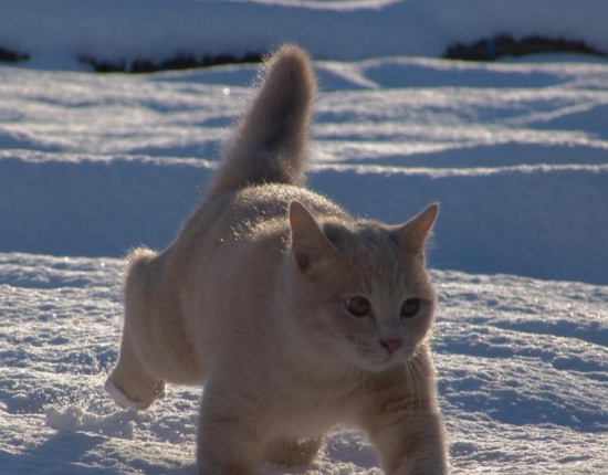 雪地里玩耍的猫咪,可爱迷人机灵温顺,人见人爱