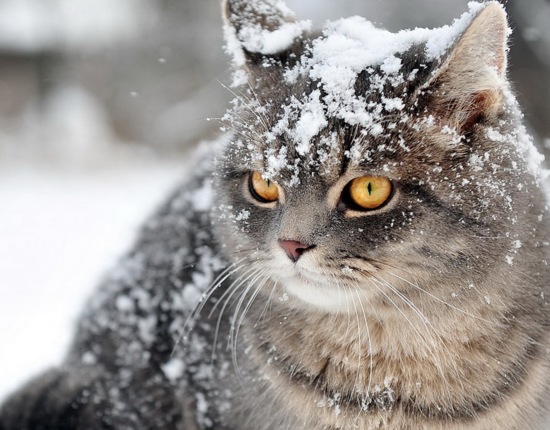 雪地里玩耍的猫咪,可爱迷人机灵温顺,人见人爱