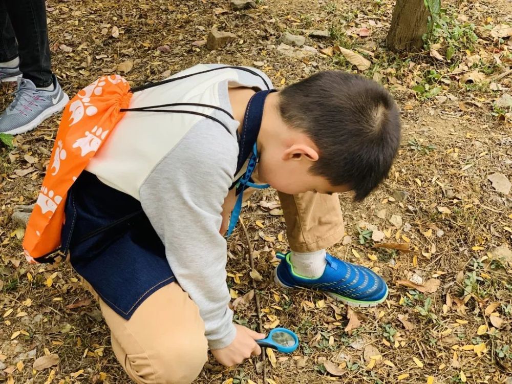 【11月10日 植物昆虫系列】古城秋色,到清凉山寻金陵的秋