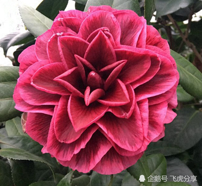 茶花之王,花叶兼美,艳丽无双,比长寿花还好养,养茶花就选它