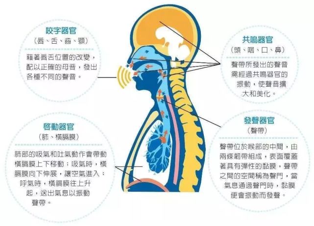 鼻音共鸣,大约经过一年的牙牙学语期,逐渐学会掌握这些发音的小肌肉