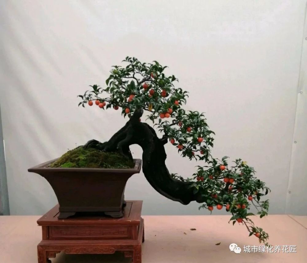 今年金弹子盆景为什么无价也无市?大家都没钱买猪肉了