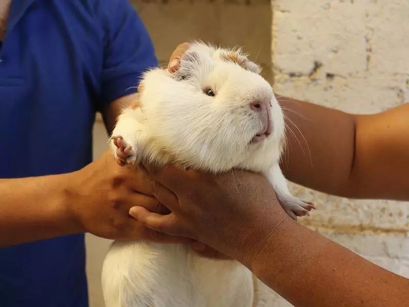 甚至还有呆萌的实验用豚鼠. (cavia porcellus)