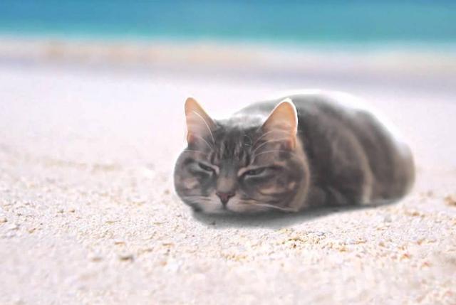 我家猫为什么晒太阳就撒娇打滚?原来晒太阳对猫有这么