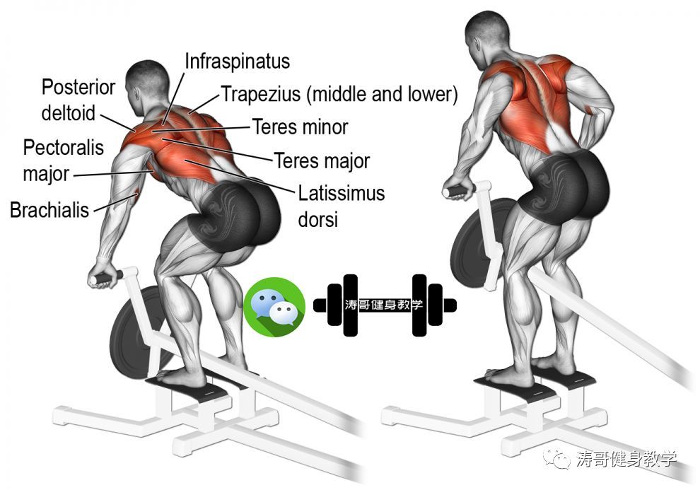 背部肌群训练全图解